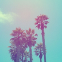 sophiewillstudio avatar