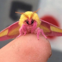 sophrosyne-of-empathy avatar