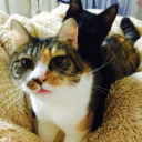 soradaichiumi avatar