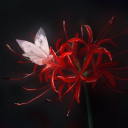 sorrowssinger avatar