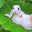 sorry-for-disappointing avatar