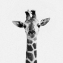 sorrysugarsoul02 avatar