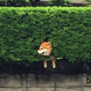 soshibamuchstuck avatar