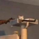 sostarlightblizzard avatar