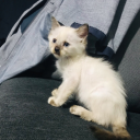 soul-filled-with-flowers avatar