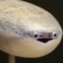 soul-searching-for-a-soul avatar