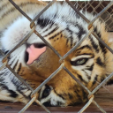 soul-stealing-ginger avatar