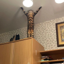 soulofrinaldins avatar