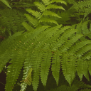 souloftheoldwoods avatar