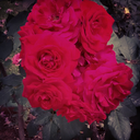 soulquestions avatar