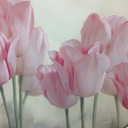 soulsunflowersndroses avatar