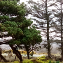 sound-of-water avatar