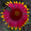 soundofstarlight avatar