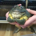 sounds-good-feels-good101 avatar