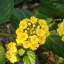 soup-enjoyer-32 avatar