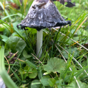 soupmatesoulsnake avatar