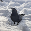 soupsandthings avatar