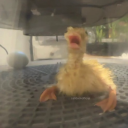 soupticblasts avatar