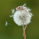 souris-est-la avatar