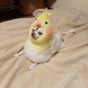 sourparrot avatar
