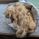 southbeachtaakos avatar