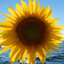 southern-horizon avatar