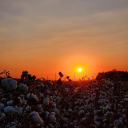 southern-sarcasm avatar