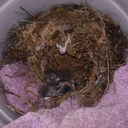 southernaroace avatar