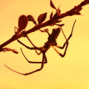 southernbredsailor avatar