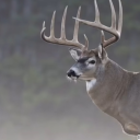 southerncountrygentleman-2 avatar