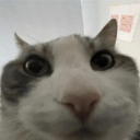 southerntomboy avatar