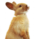 soyrabbit avatar