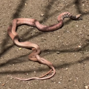 space-beagle-blog avatar