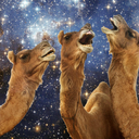 space-camel-heroes avatar