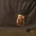 space-girl-06 avatar