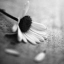 space-unicorn-pink avatar