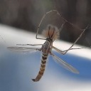 space0rchid-4 avatar