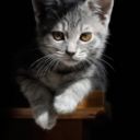 spacecatfetus avatar