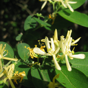 spacecatsanstail avatar