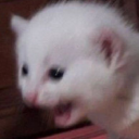 spacedoutbiscuit avatar