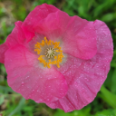 spacefacegardengnome avatar