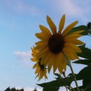 spaceflower113 avatar