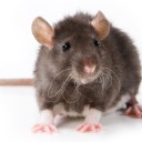 spacekidloveshome avatar