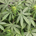 spaceman-spiffs-spiff-spaceman avatar