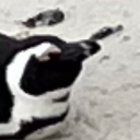 spacemanwhereartthou avatar