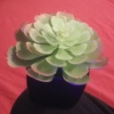 spaceratslovepepsi avatar