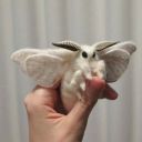 spaceship-full-of-bugs avatar