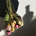 spacewitch420x-blog avatar