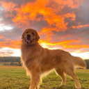 spacexanonimo avatar