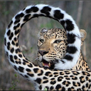 spaceytrashcat04 avatar